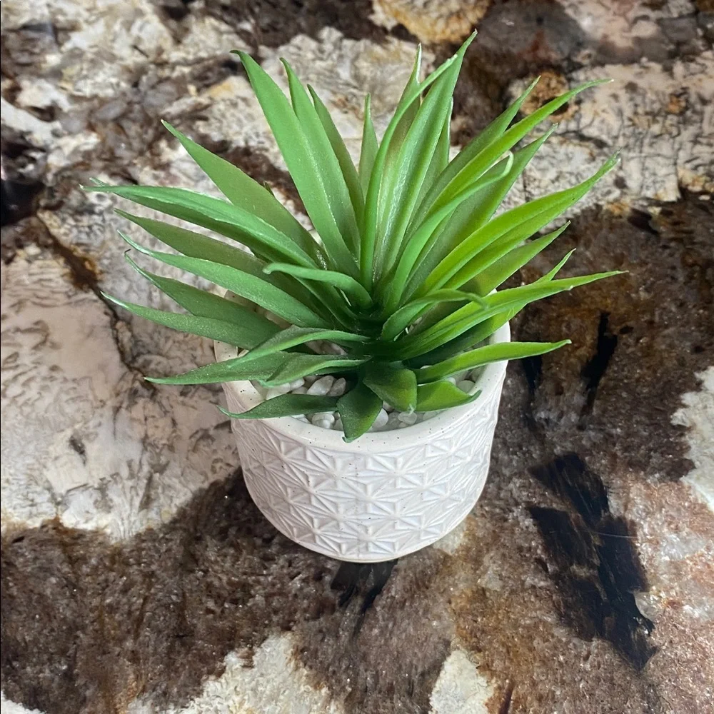 Green Succulent in Textured White Planter